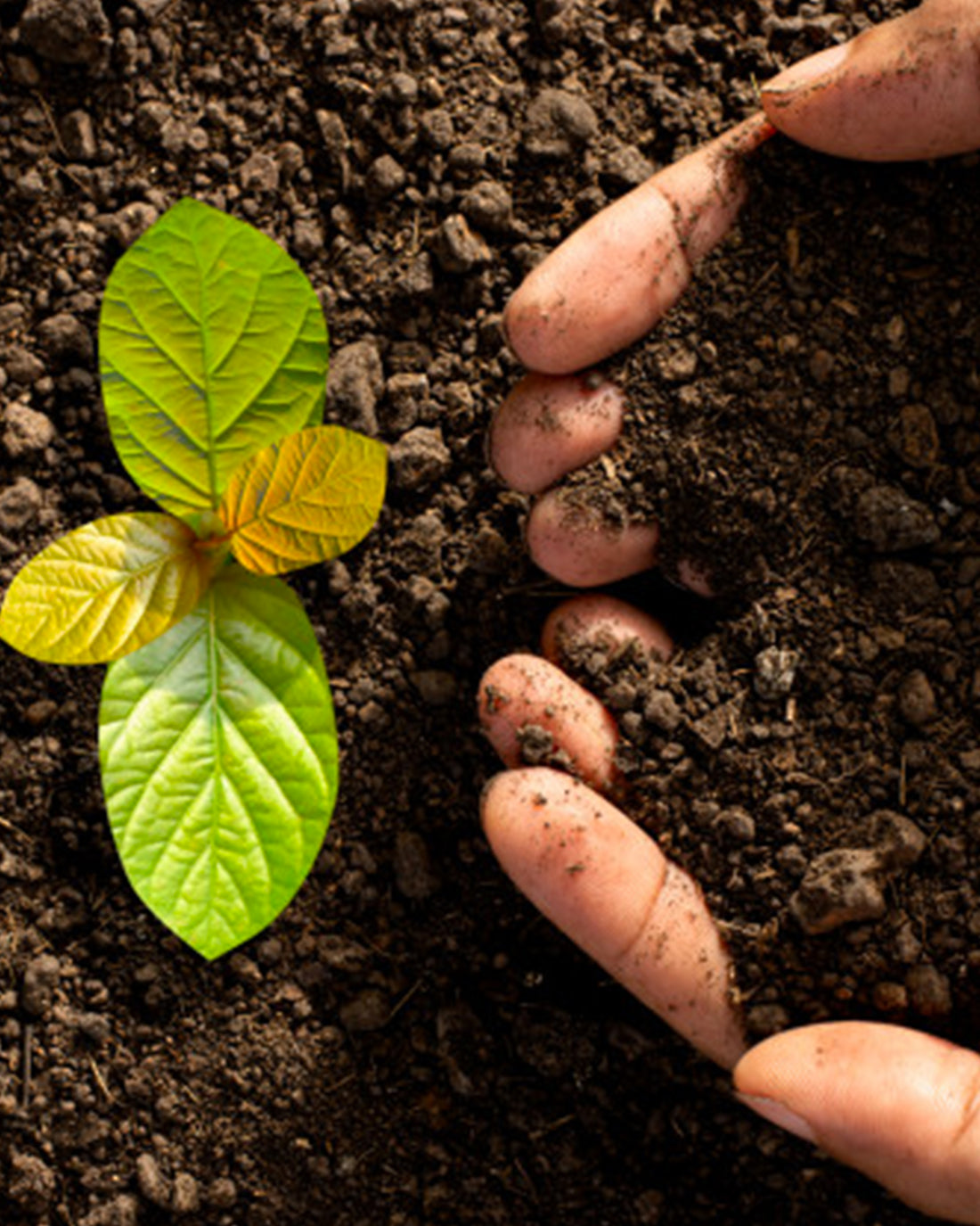 É pra plantar, tá? 5 fatos sobre as etiquetas da EMIGÊ.it